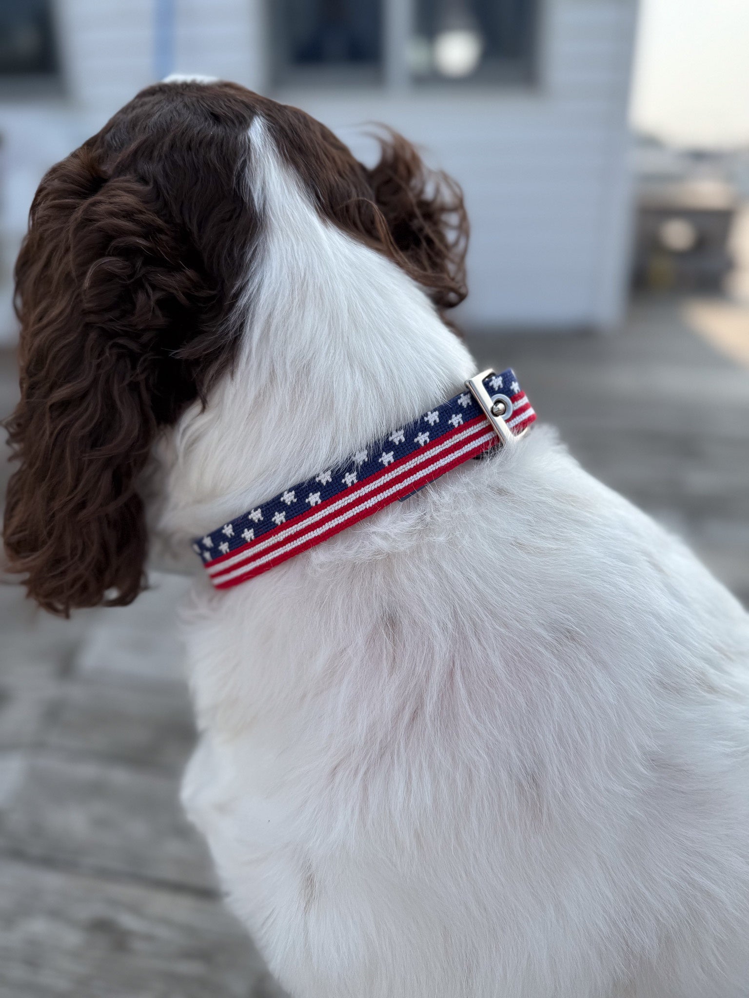 SB Dog Collar